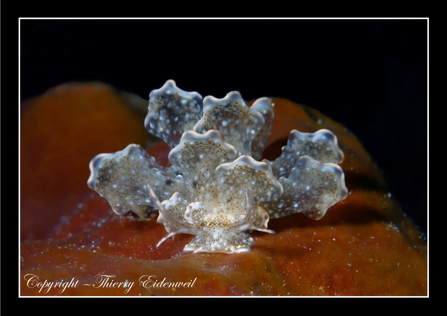 Anilao Macro Dive Media Highlight